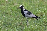 Blacksmith Lapwing